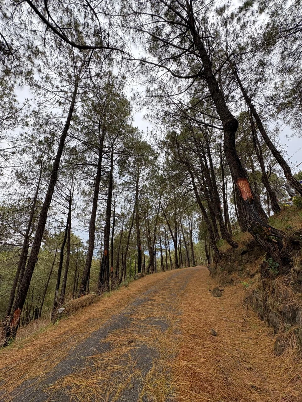 Bir to Baijnath road